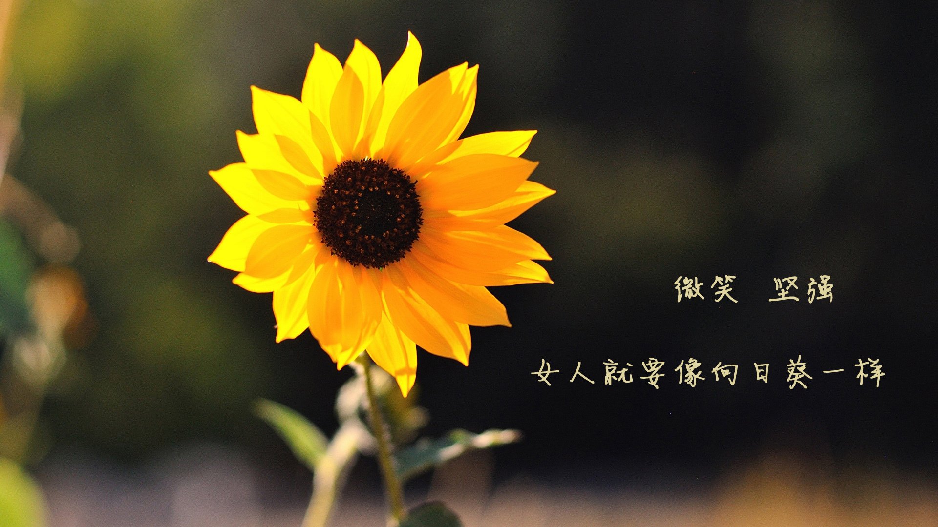 _2025年网球装备市场持续升级，科技与设计兼备_，网球器材制造商或品牌
